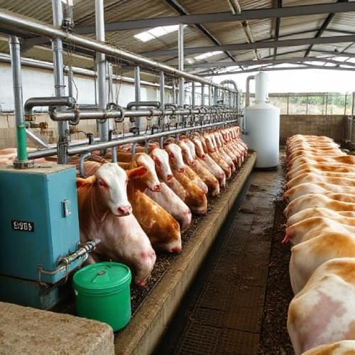 Necessity for Zero Liquid Discharge (ZLD) Systems in Slaughterhouses, Rendering, and Abattoirs