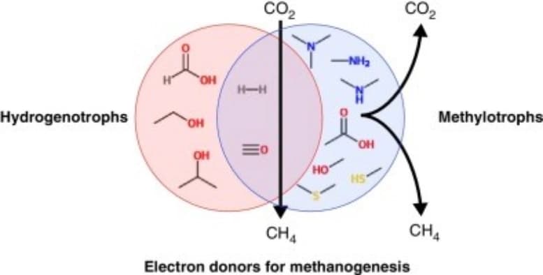 Methanogenesis