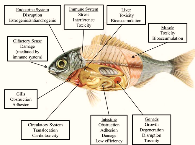 Impact on fish