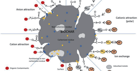 Interface of Biochar with organic and inorganic compounds