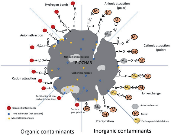 Interface of Biochar with organic and inorganic compounds