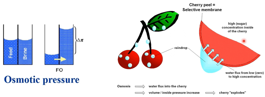 Osmotic Pressure