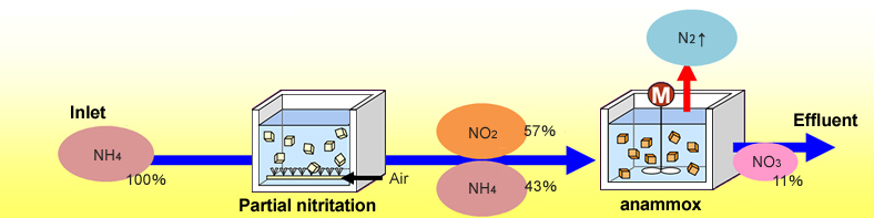 anammox process